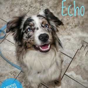 Echo