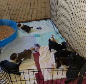 Bandit's Puppies