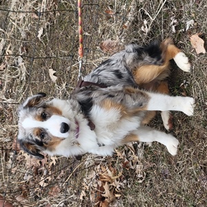 Blue Merle Pup